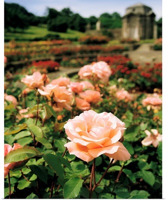 Roses in the Irish National War Memorial Gardens, Islandbridge, Ireland