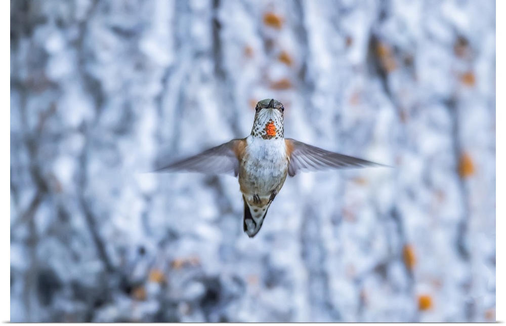 Rufous hummingbird (Selasphorus rufus) flying in mid-air; Atlin, British Columbia, Canada