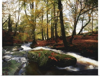 Sally Gap, County Wicklow, Ireland, Creek In Woods In Autumn