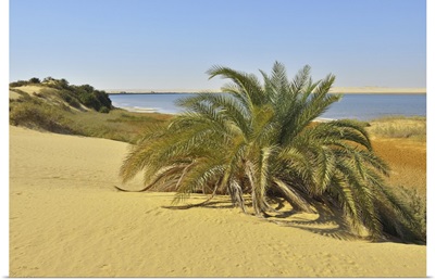 Salt Lake And Date Palm In Desert, Sahara Desert, Egypt, Africa