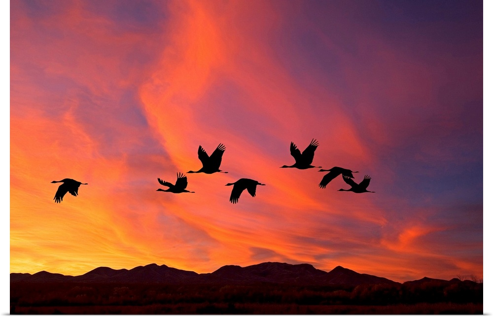 Shilhouetted flock of sandhill cranes flying in the fire-like sunset sky.