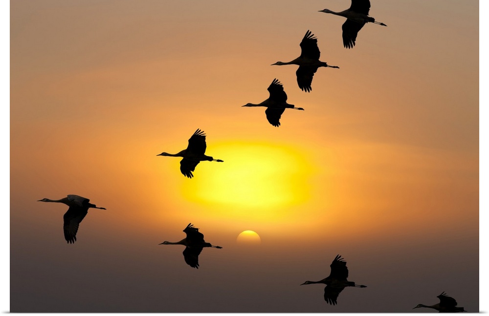 Sandhill Cranes take flight at sunrise from their roosting area on top of a ridge to their feeding area near Kulik Lake, K...