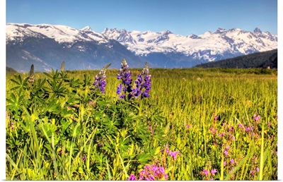 Scenic view of a wildflower meadow and mountains near Haines, Alaska during Summer