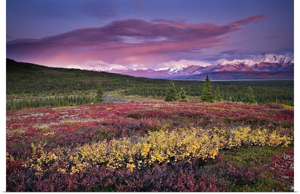 Scenic View Of Alpine Tundra With Alaska Range In The Background With Alpenglow At Sunset In Denali National Park, Alaska