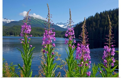 Scenic view of Auke Lake and Fireweed with Mendenhall Glacier and Coast Range Mountains