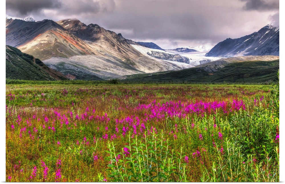View of the Gulkana Glacier from the Richardson Highway with fireweed in the foreground and the Alaska Range in the backgr...