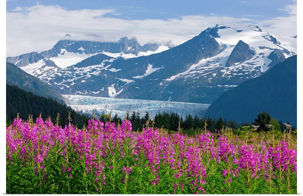 Landscape, large photograph of Fireweed in the foreground, snow covered Mendenhall Glacier in the background, in Tongass N...