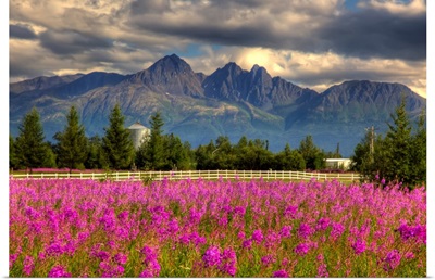 Scenic view of Pioneer peak with Fireweed in the foreground, Palmer, Alaska, HDR image