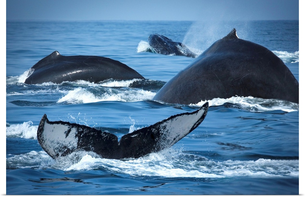 School Of Humpback Whales