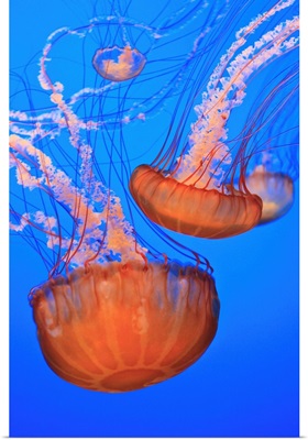 Sea Nettles In Monterey Bay Aquarium Display; California, USA