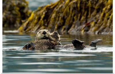 Sea Otter floating with pup in Orca Inlet