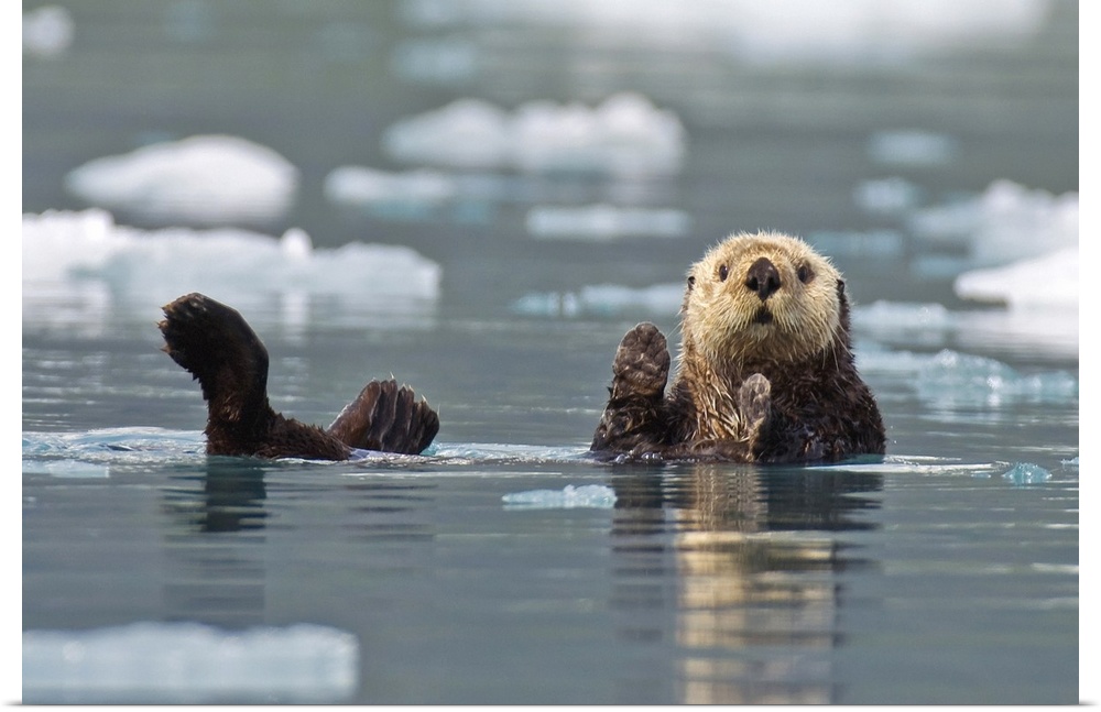 Sea Otter Swims On Its Back, Prince William Sound, Alaska