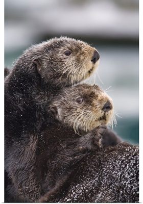 Sea Otters, Prince William Sound, Southcentral Alaska