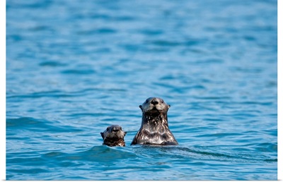 Sea otters swimming in the waters of Bristol Bay during Summer in Southwest, Alaska