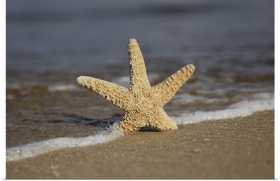 Sea Star On Beach, Maui, Hawaii, United States Of America