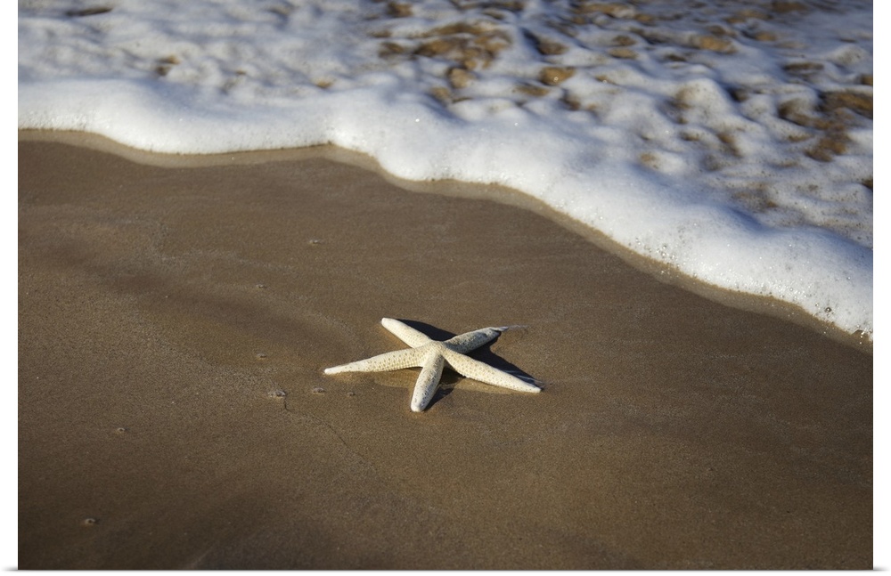 Sea star washes ashore on a beach, Maui, Hawaii, united states of America.