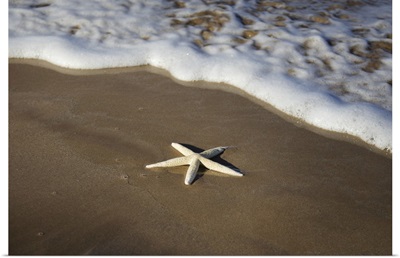 Sea Star Washes Ashore On A Beach, Maui, Hawaii, United States Of America