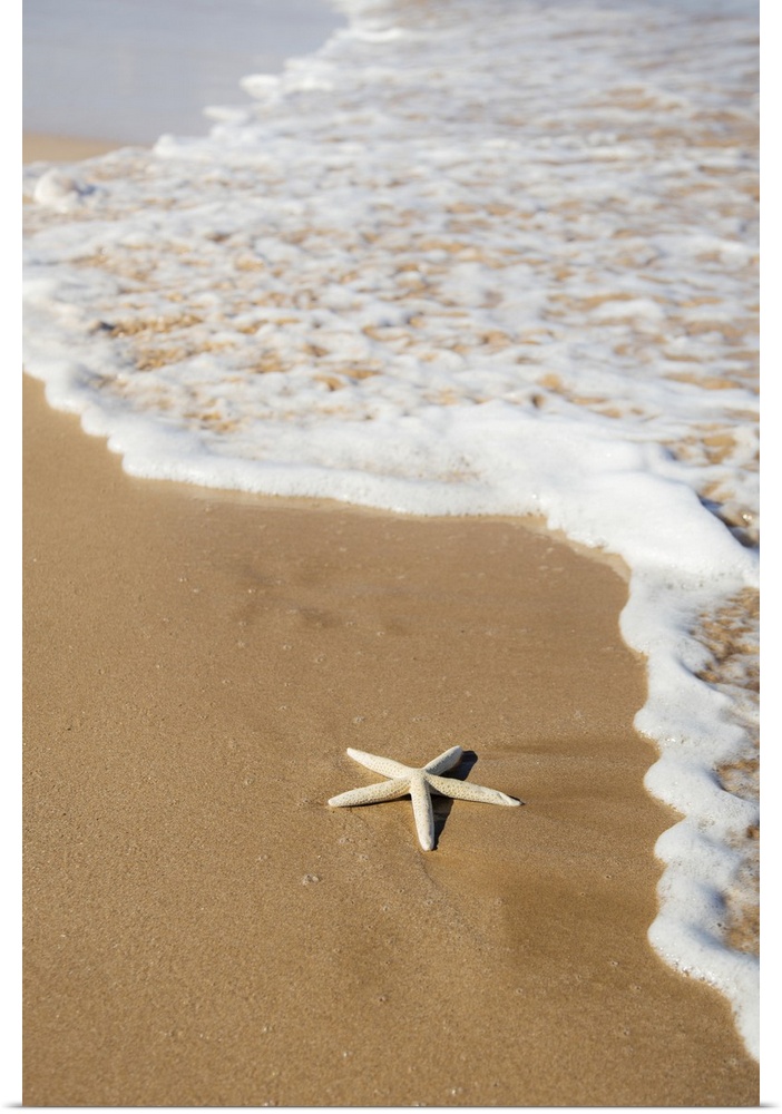 Sea Star Washes Ashore On Beach; Maui, Hawaii, United States Of America