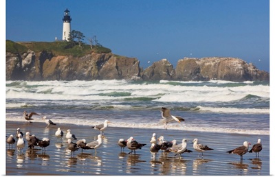 Seagulls On The Beach And Yaquina Head Lighthouse On The Oregon Coast; Oregon