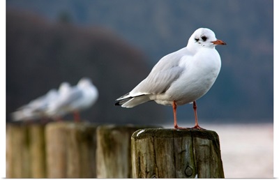 Seagulls Sitting On Posts