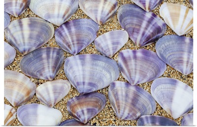 Seashells laying in rows in the sand, Oahu, Hawaii