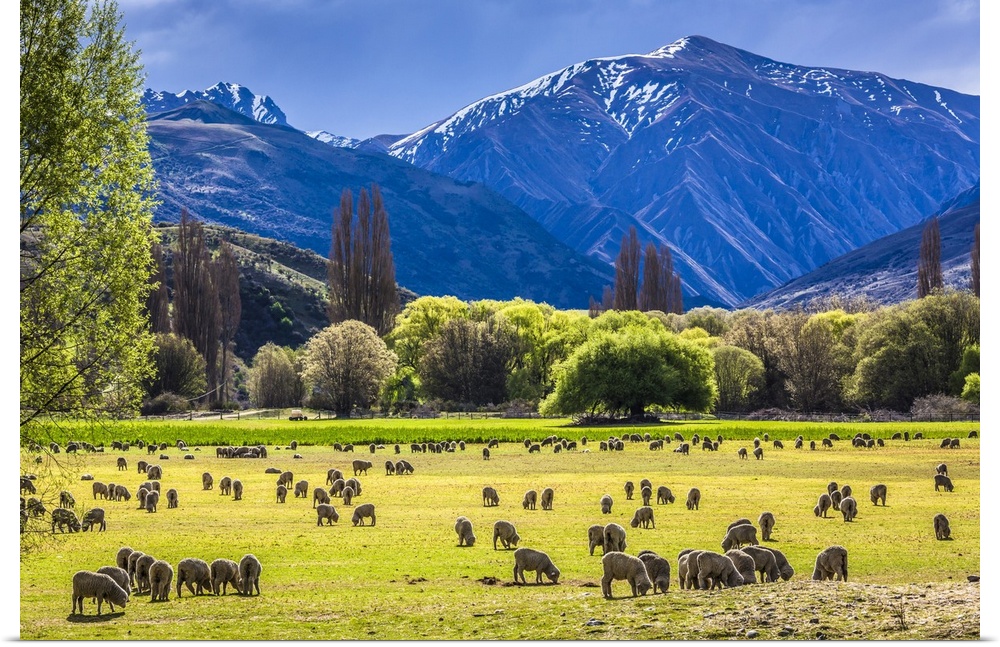 Sheep grazing in pasture on farmland near Wanaka in the Otago Region of New Zealand
