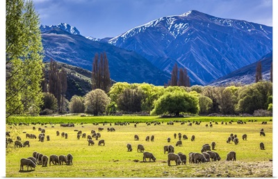 Sheep Grazing In Pasture On Farmland Near Wanaka In The Otago Region Of New Zealand