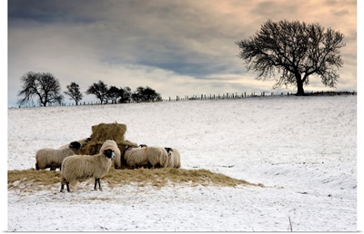 Sheep In Field Of Snow, Northumberland, England