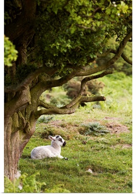 Sheep Lying Under Tree