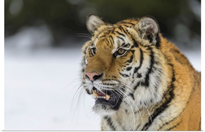 Siberian Tiger Baring It's Teeth In Winter, Czech Republic
