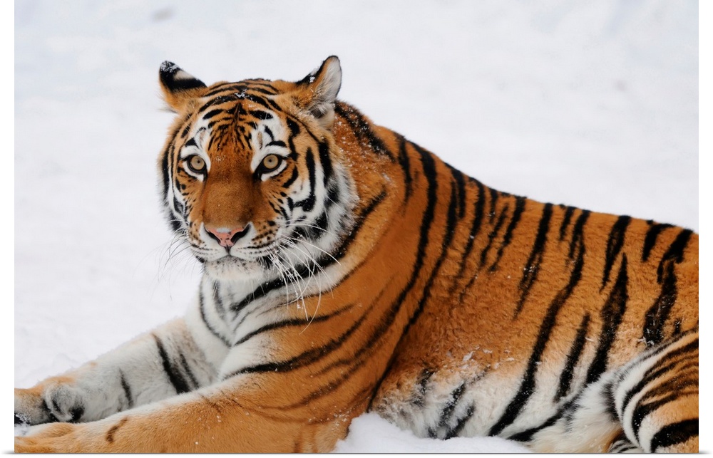 Siberian tiger (Panthera tigris altaica) in wintertime in a Zoo, Germany