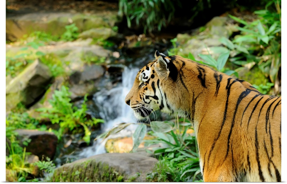 Siberian Tiger (Panthera tigris altaica) near Waterfall