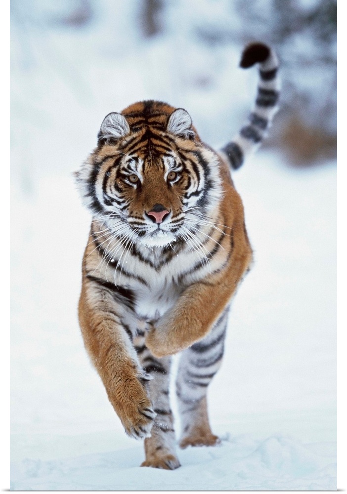 Siberian Tiger Running In The Snow