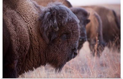 Side View Of A Bison Head On A Grazing On A Field At A Ranch Near Valentine, Nebraska