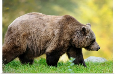 Side View Of European Brown Bear, Bavarian Forest National Park, Bavaria, Germany