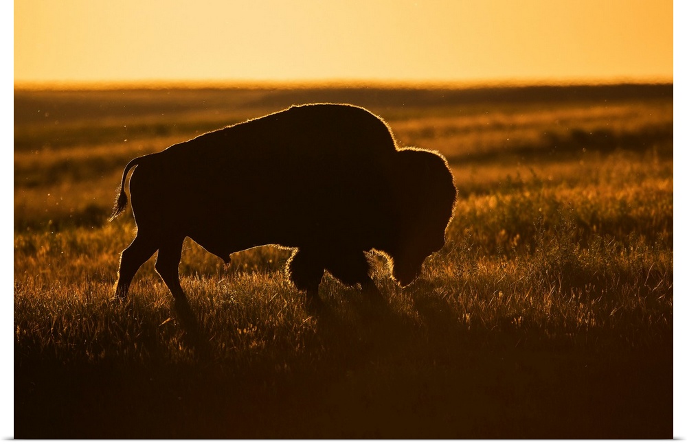 Silhouette of a bison at sunset, Grasslands National Park, Saskatchewan, Canada
