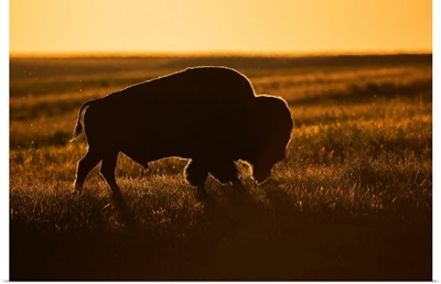 Silhouette of a bison at sunset, Grasslands National Park, Saskatchewan, Canada