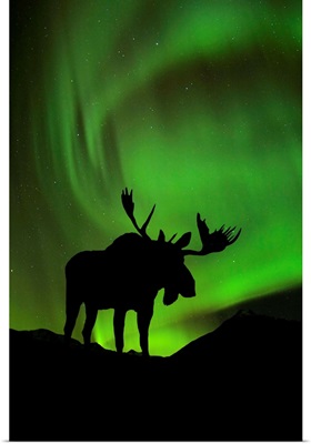 Silhouette of Moose with green Aurora Borealis behind it, Interior, Alaska