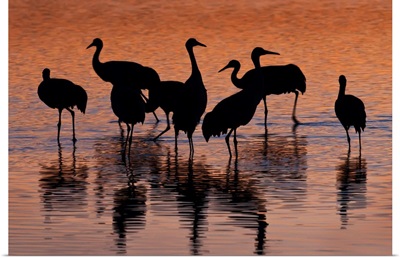 Silhouette of Sandhill Cranes wading in a pond at sunset,  New Mexico, USA