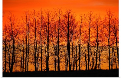 Silhouette Of Trees Against Sunset