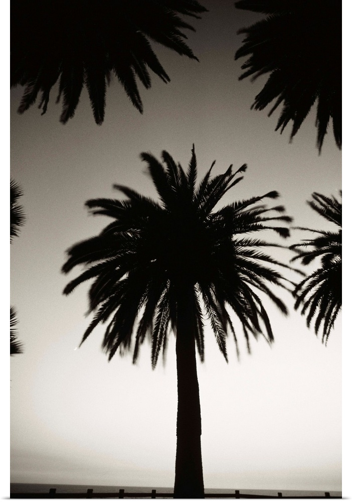 Silhouetted palm tree centered between other palm tree tops at dusk