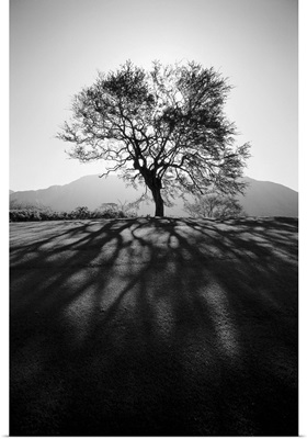 Silhouetted tree on grassy knoll, Shadows in foreground