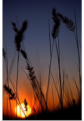 Silhouettes Of Wheat In A Farmers Field At Sunset, Saskatchewan, Canada