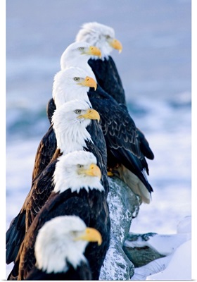 Six Bald Eagles On Log, Homer Spit Kachemak Bay, Kenai Peninsula, Alaska