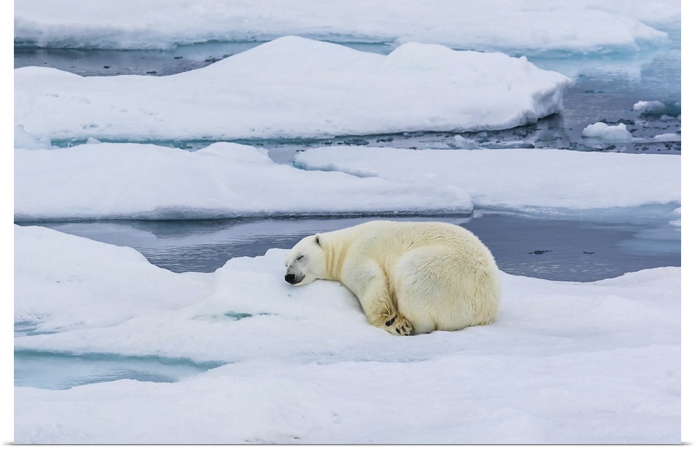 Sleeping Polar Bear (Ursus maritimus), Hinlopen Strait Svalbard, Norway
