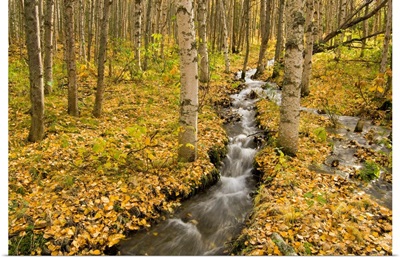 Small creek flows through autumn leaf covered forest floor, Chugach State Park, Alaska