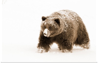 Small female grizzly, Alaska Wildlife Conservation Center, Southcentral Alaska, Winter