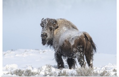 Snow Covered American Bison In Yellowstone National Park In Winter, Wyoming