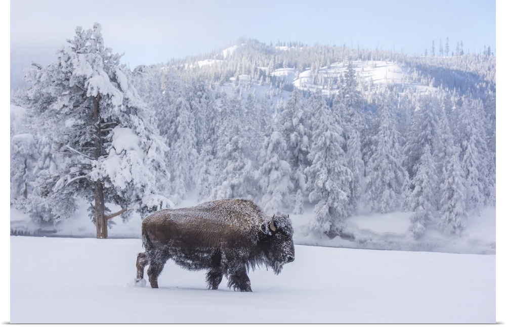 Snow-covered Bison (Bison bison) at Firehole River, Yellowstone National Park, Wyoming, United States of America