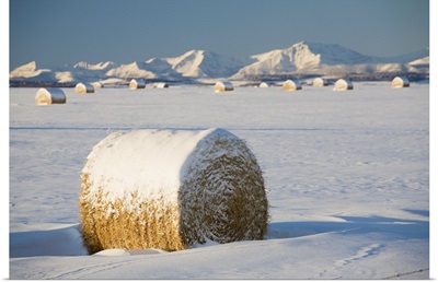 Snow-Covered Hay Bales; Okotoks, Alberta, Canada